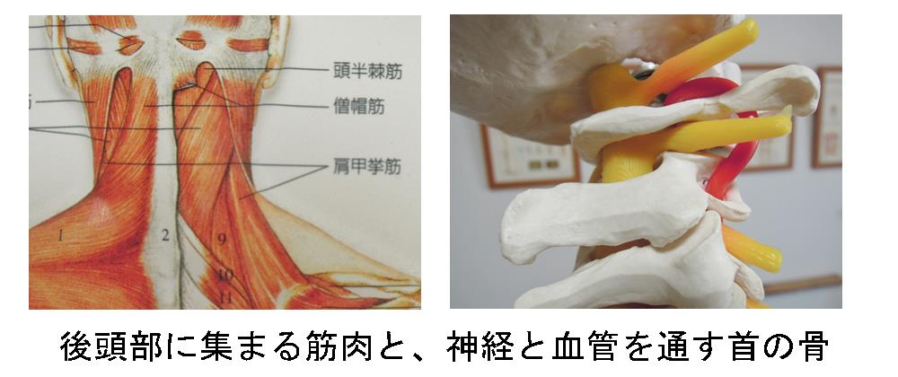 上牧町の自律神経専門整体院「ひかり整体院」の首の骨と筋肉画像