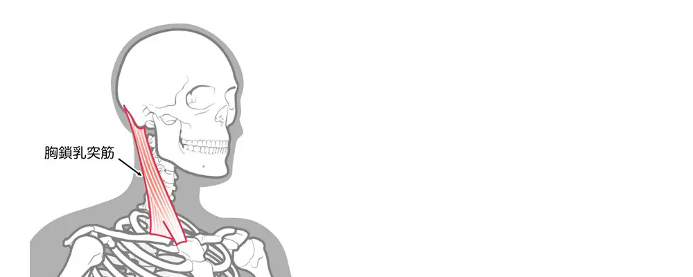 胸鎖乳突筋と呼吸