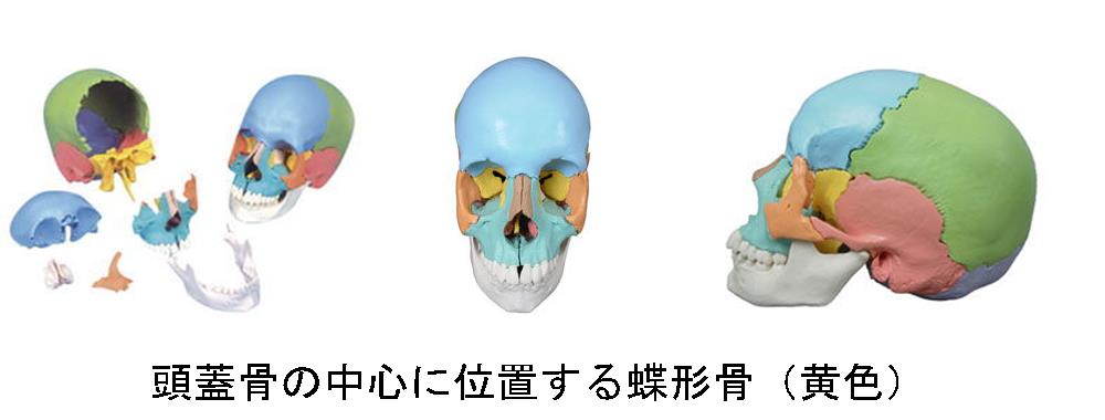 頭蓋骨の中心にある蝶形骨