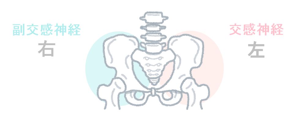 骨盤と自律神経の働き