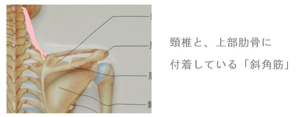 緊張と斜角筋