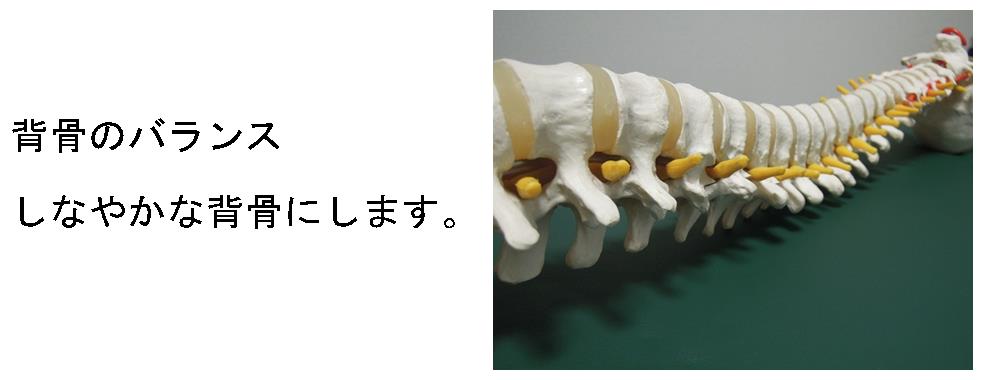 バランスの取れたしなやかな背骨