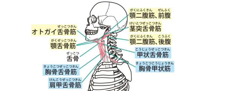 嚥下、声の出しにくさ、緊張に関わる筋肉