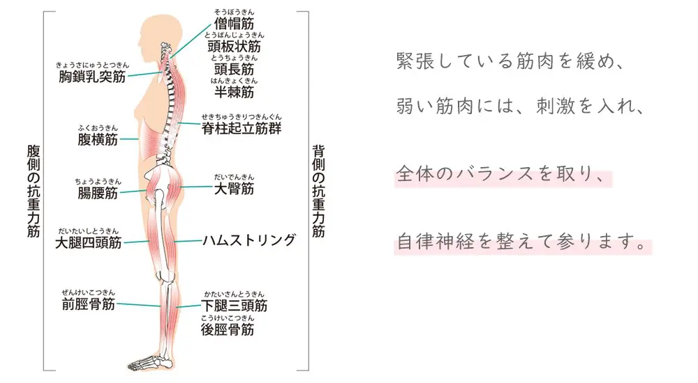 身体を支える抗重力筋
