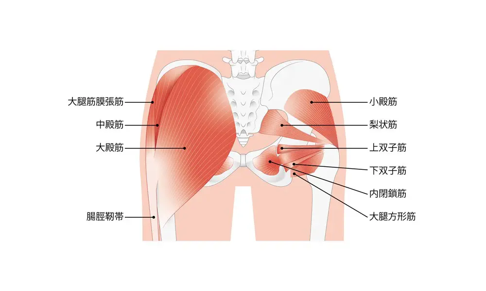 骨盤を安定させる股関節周りの筋肉群