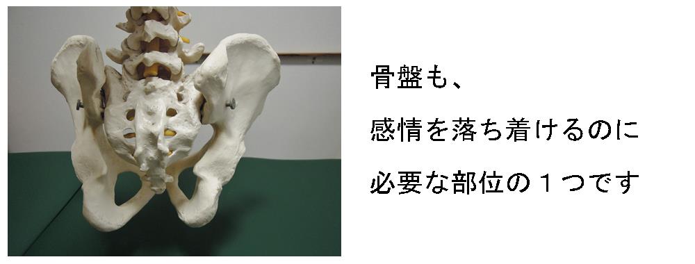 骨盤と感情