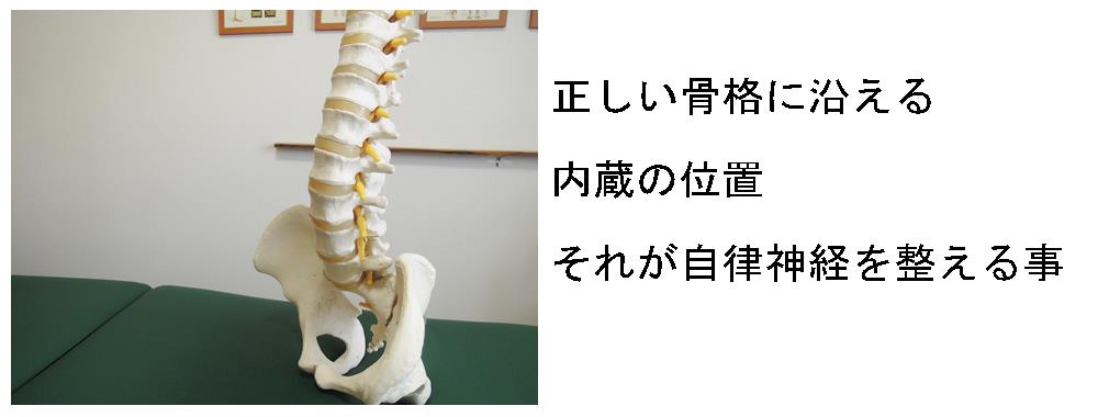 自律神経を整える内蔵の位置