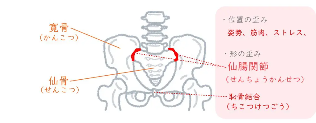 骨盤の歪みに関わる骨盤の構造