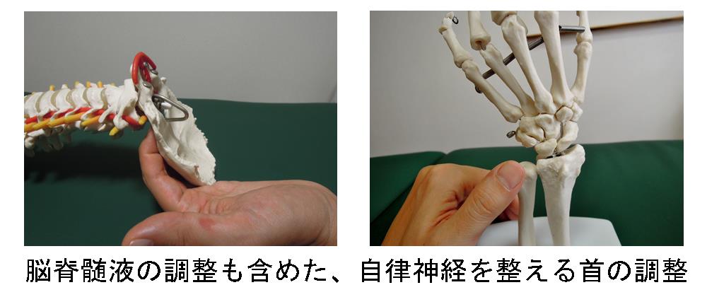 首（頚椎）の調整