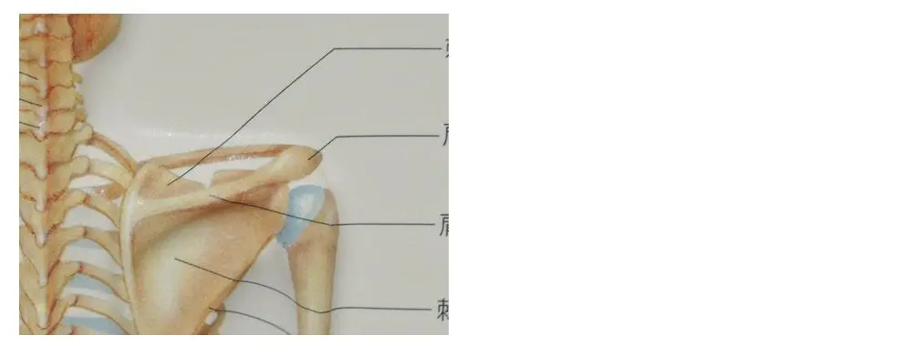 整った肩のイメージ。