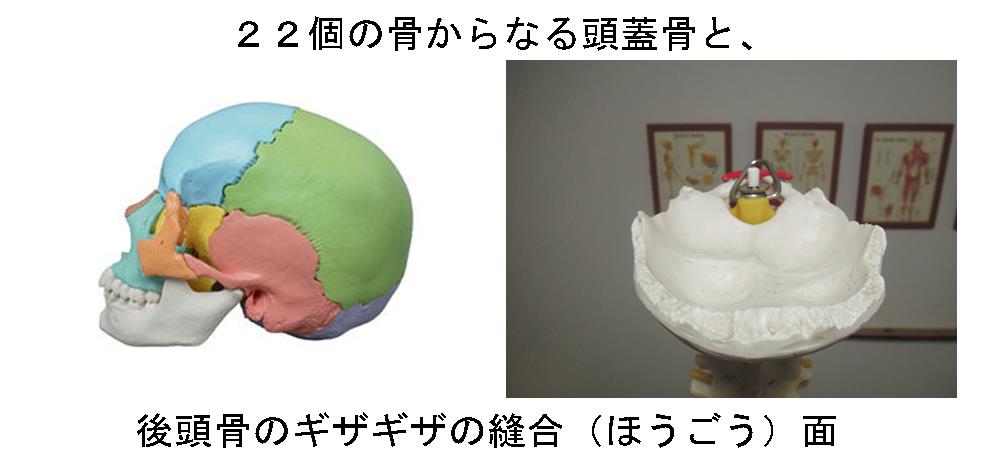 頭蓋骨の縫合面
