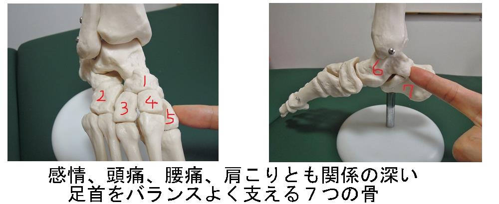 足首にある７つの骨は、感情、腰痛肩こりとも関係する