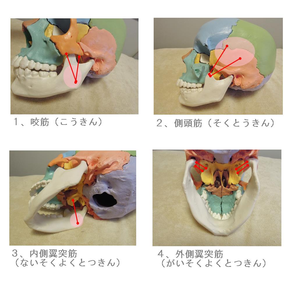 ４つの咀嚼筋群の位置