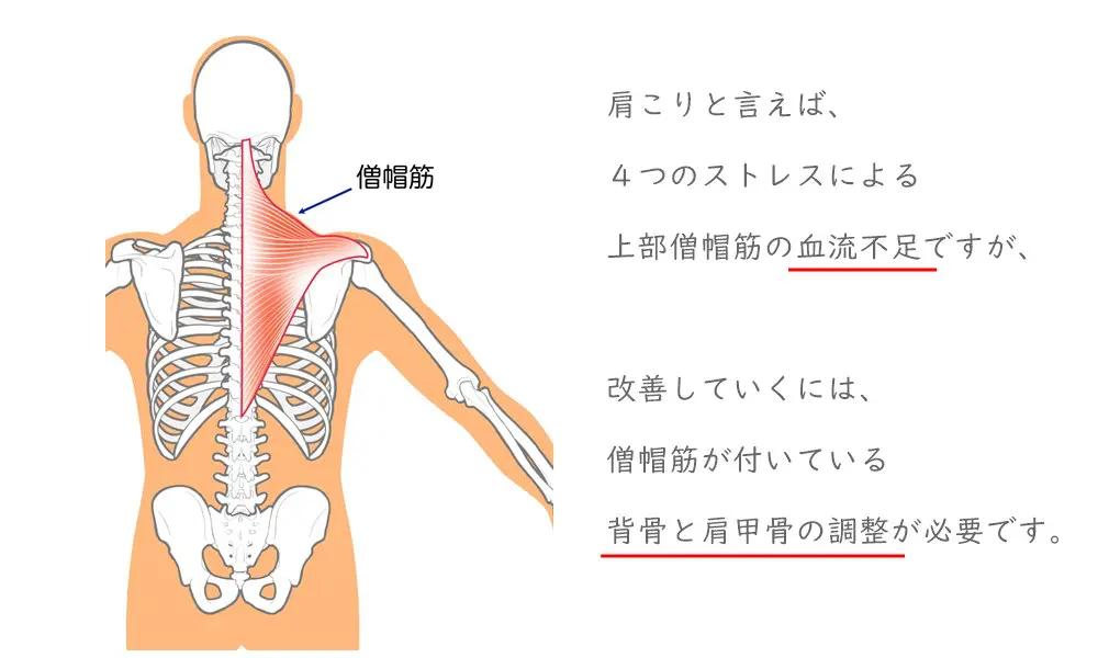 肩こりと言えば、血流不足。背骨と肩甲骨の調整が必要。