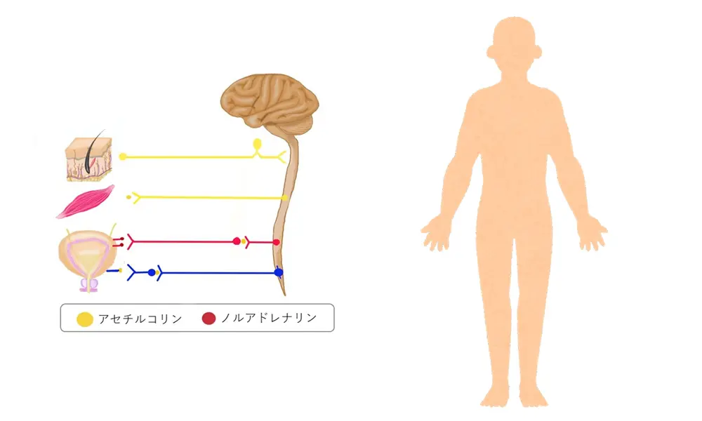 自律神経の神経伝達物質