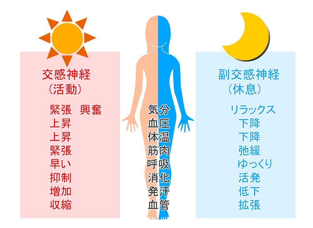 自律神経の役割