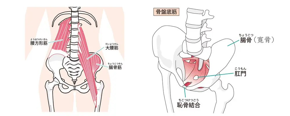 骨盤の位置を維持するインナーマッスルの筋肉群