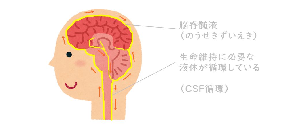 脳脊髄液の循環（CSF循環）