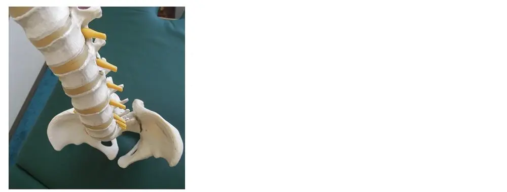 骨格構造に収まった整った内臓のイメージ