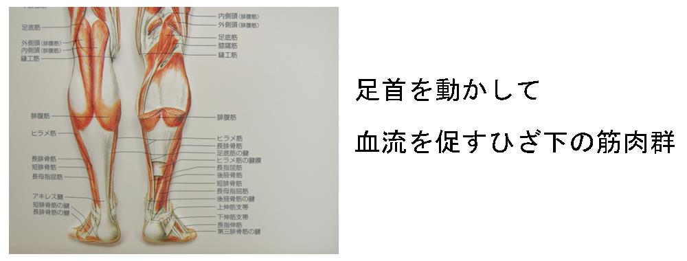 膝下の筋肉群。