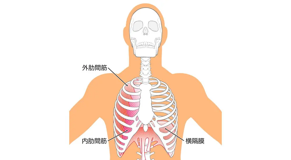 呼吸、腹横筋、肋間筋。