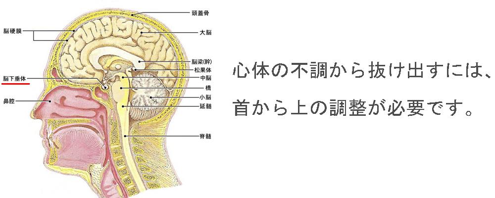 首から上の調整。心と体の改善