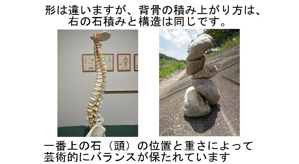 背骨のS字湾曲が保てる理由