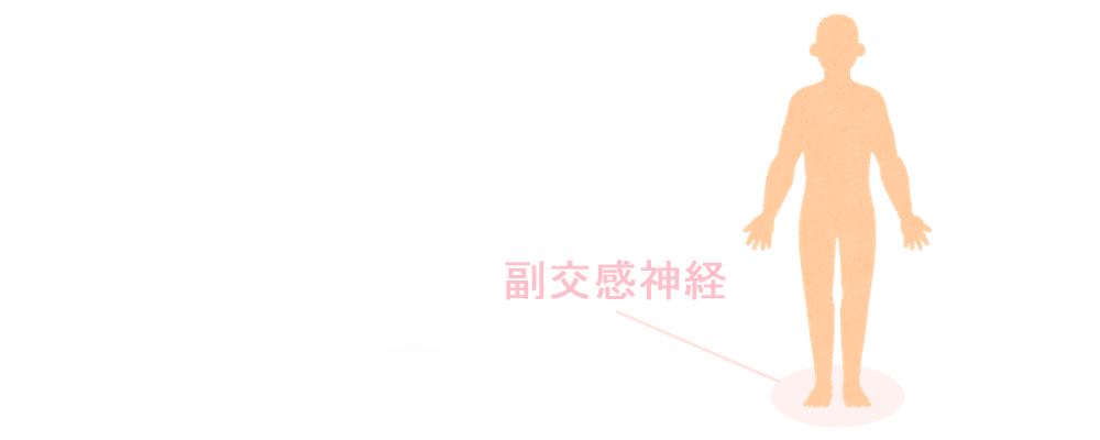 足首と副交感神経