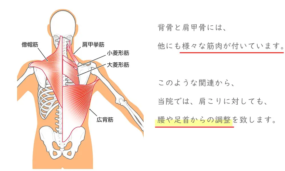 様々な筋肉の関連から、肩こりに対しても、腰や足首からの調整が必要。