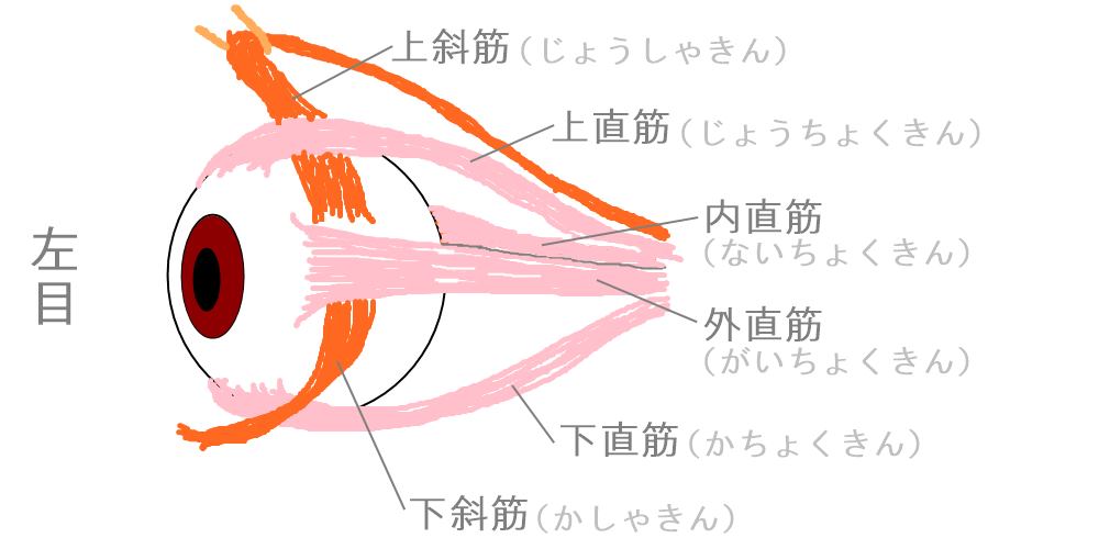 眼球を動かす筋肉