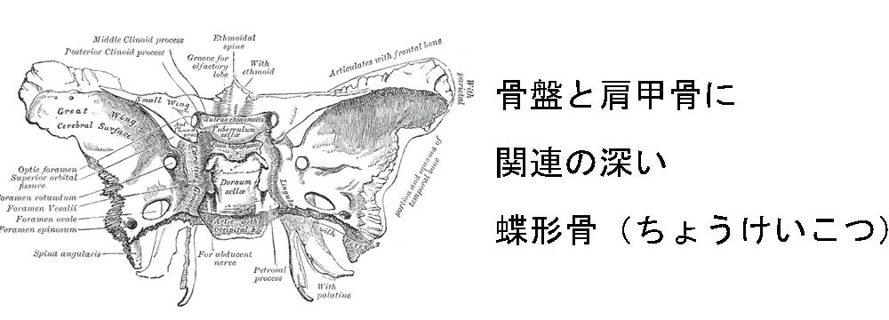 蝶形骨（ちょうけいこつ）