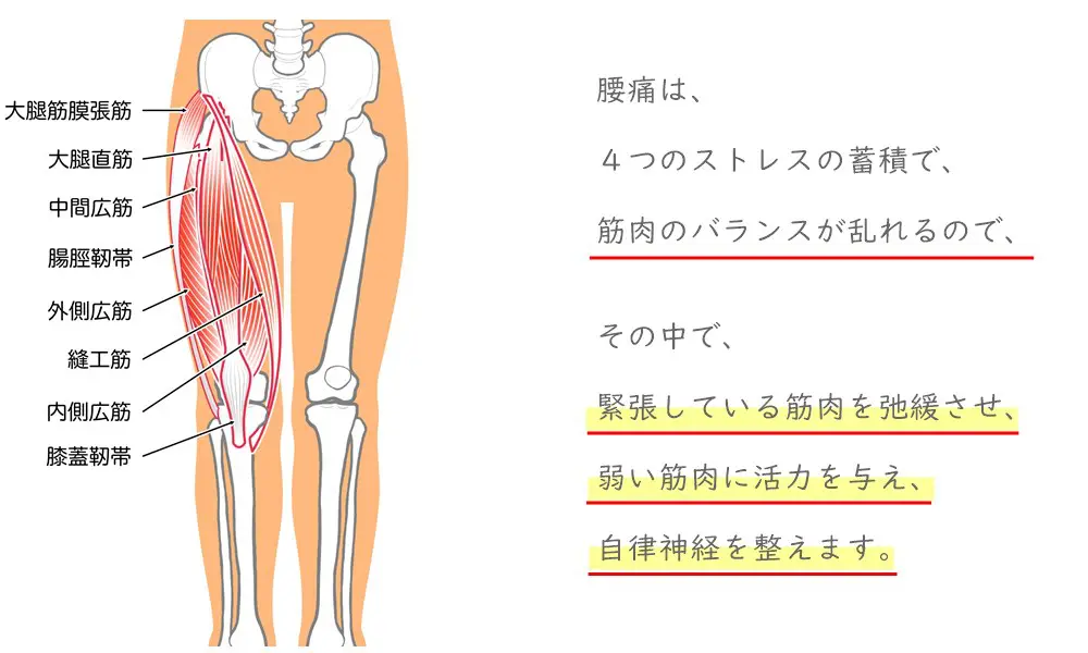 骨盤から、下半身に繋がる筋肉群。