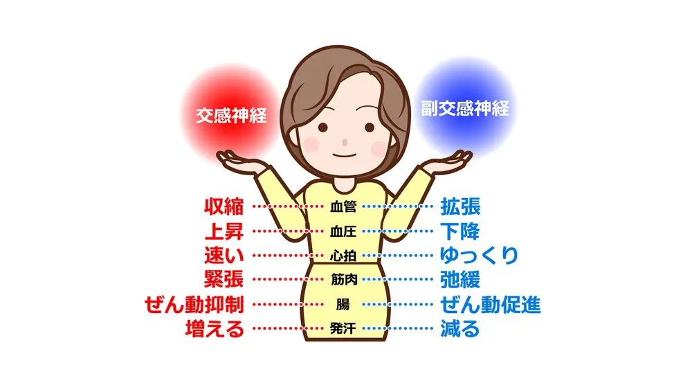 自律神経の役割