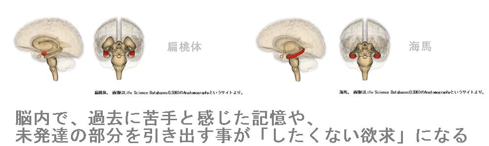 脳でしたくない欲求が出る偏桃体と海馬