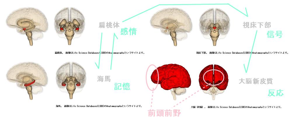 前頭前野が過剰反応してしまう経緯