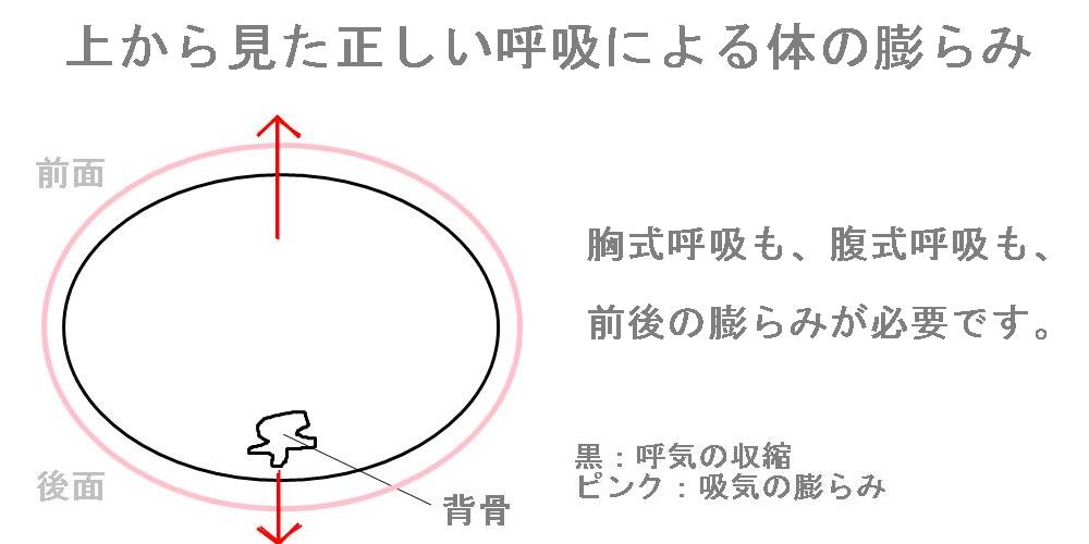 深い呼吸によって膨らむ胴体
