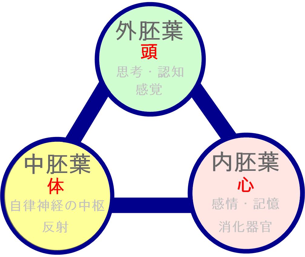 三胚葉と頭体心の関係