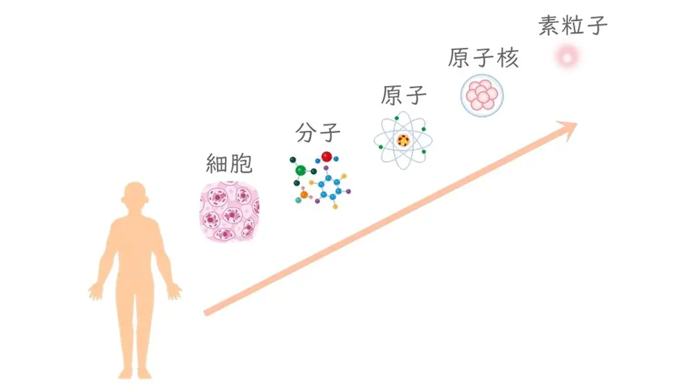人体の最小単位、素粒子