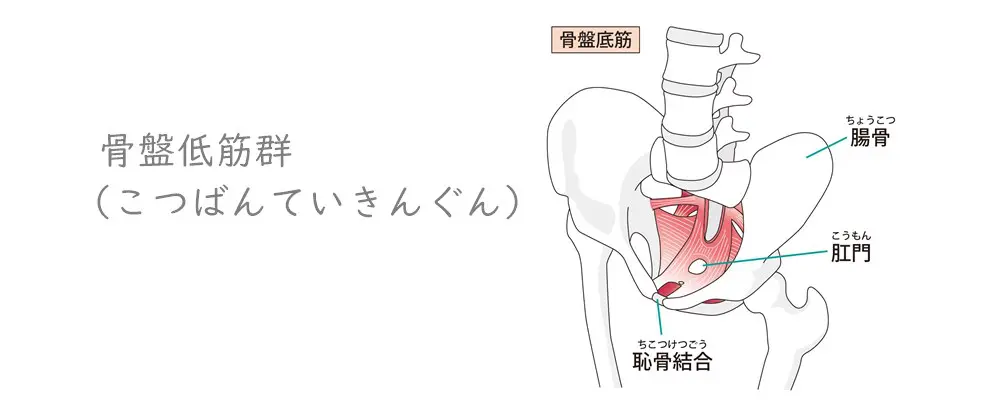 骨盤低筋群