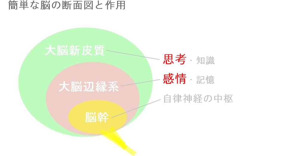 脳の構造からみる感情と思考