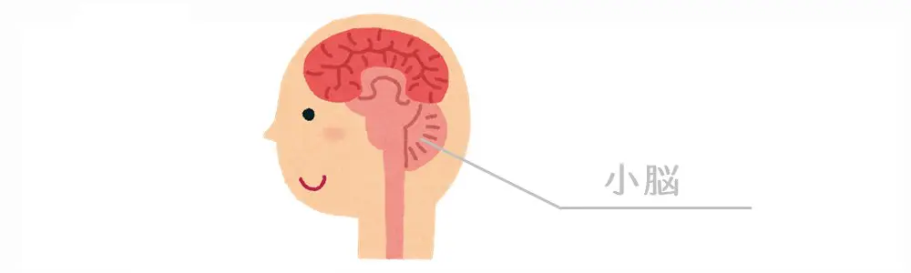 小脳