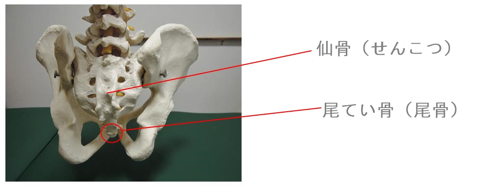 後ろから見た骨盤、仙骨と尾てい骨。