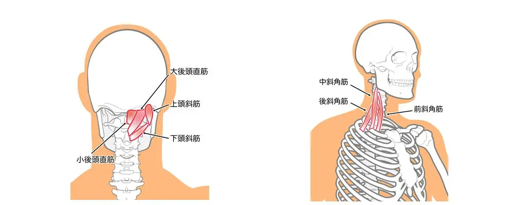 頭板状筋と斜角筋