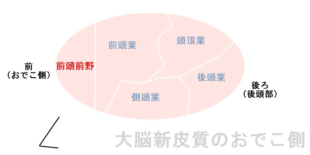 コミュニケーションを図る前頭前野