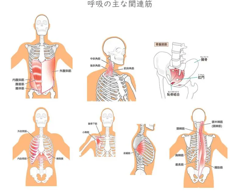 呼吸の主な関連筋
