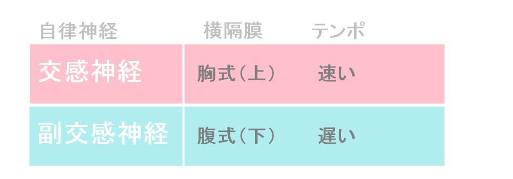 自律神経と横隔膜の特性