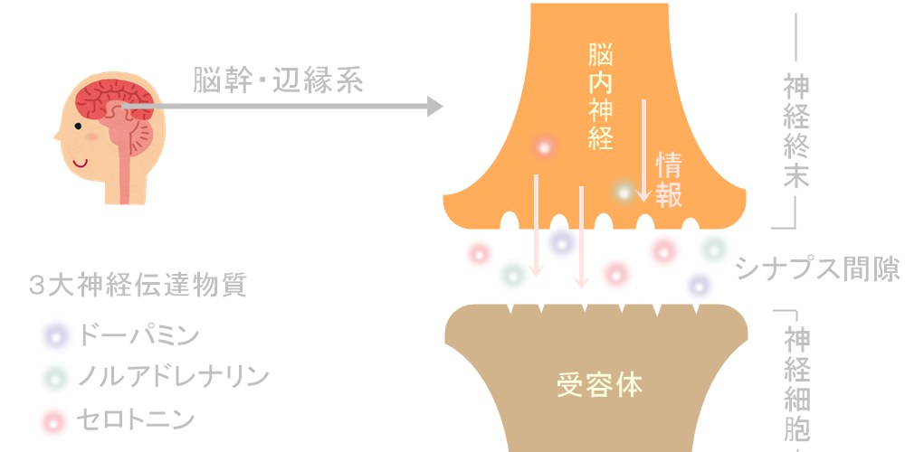 脳の３大神経伝達物質、シナプス。